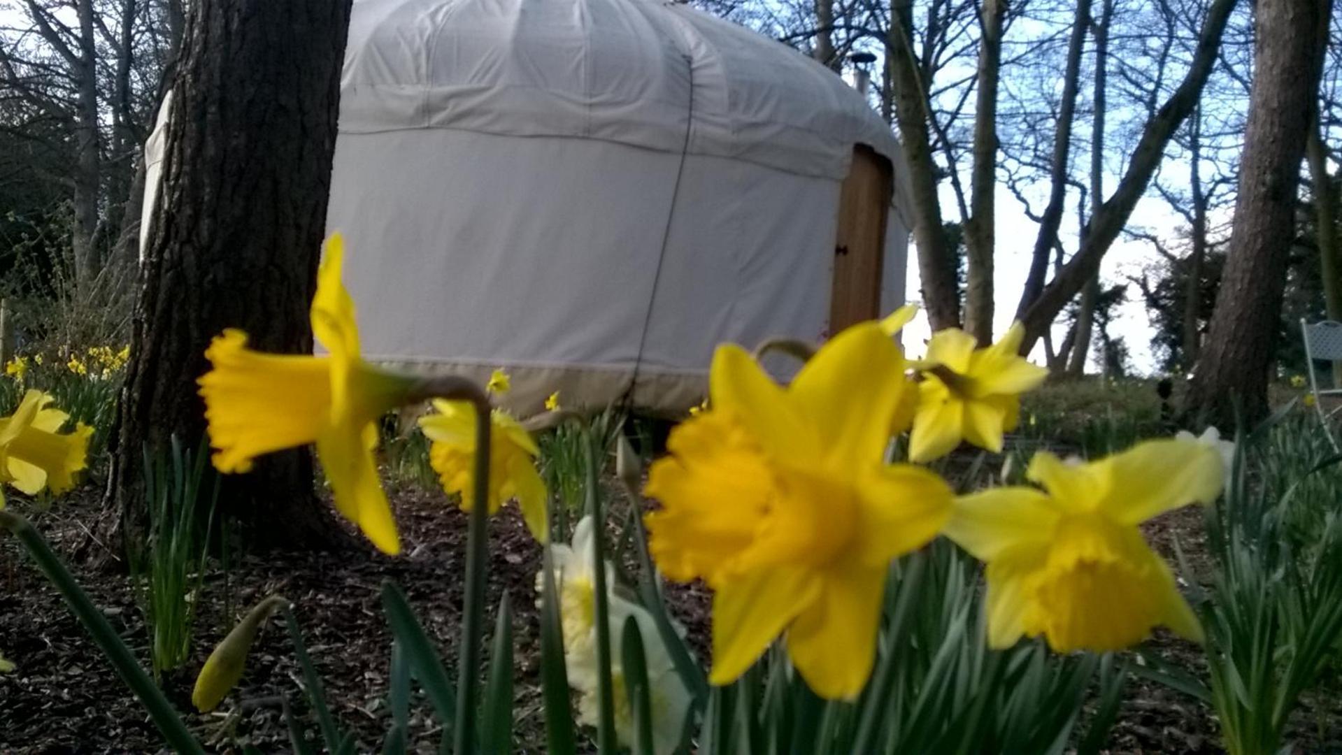 Gingerbread Cottage Yurts Dereham Esterno foto